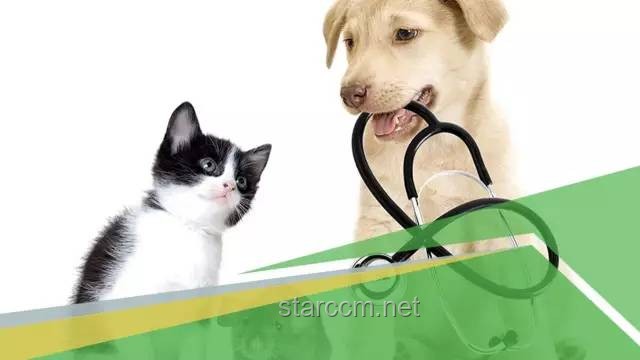 宠物行为矫正行业的蜕变与机遇